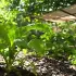 Canicule : 7 astuces de jardiniers pros pour protéger vos plantes sans arrosage quotidien