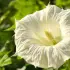 Datura : cette fleur estivale toxique qui menace hommes et animaux dans les jardins français