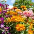 Les 3 fleurs à planter maintenant pour une floraison jusqu'en octobre