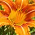 Hémérocalle : la plante vivace facile qui transforme votre jardin avec peu d'entretien