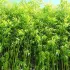 Le bambou, une plante à croissance rapide idéale pour créer une haie brise-vue naturelle