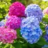 Comment booster la floraison de l'hortensia : 5 techniques efficaces pour un jardin éclatant