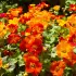 Semis des capucines : quand et comment semer pour des fleurs éclatantes