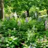 Les meilleures plantes vivaces à planter en mai pour un jardin à l'ombre
