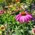 15 plantes vivaces à installer dans votre jardin pour un décor durable