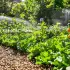 Jardin potager économe en eau : techniques pour un espace luxuriant et productif