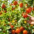 5 solutions naturelles pour protéger vos tomates du mildiou sans bouillie bordelaise