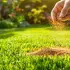 Cannelle sur le gazon : un remède naturel pour un jardin plus sain