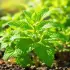 Comment planter de la menthe dans son jardin : évitez ces 5 erreurs courantes