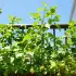 Mini-potager sur balcon : guide complet pour réussir vos premières récoltes estivales