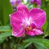 Comment faire refleurir une orchidée : guide complet pour réussir à coup sûr