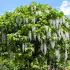 Paulownia : l'arbre à croissance rapide résistant à la sécheresse pour un jardin ombragé