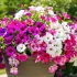Le pétunia Surfinia : la fleur qui transforme vos jardinières en cascades colorées en 3 semaines