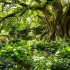 20 plantes idéales pour pousser sous les arbres à feuilles caduques aux racines imposantes