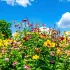 Les 7 plantes vivaces indestructibles qui coloniseront votre jardin pour toujours