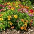 Top 5 des plantes vivaces résistantes pour zones difficiles à jardiner