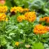 Potager sans pucerons : 2 plantes répulsives à planter maintenant pour protéger vos légumes