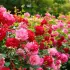 Le purin de consoude : l'engrais naturel qui transforme vos rosiers et décuple leur floraison