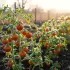 Faut-il vraiment attendre les Saints de Glace pour planter ses tomates ?