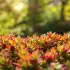 Le Sedum : la plante résistante à la sécheresse qui embellit vos massifs sans arrosage