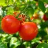 Comment empêcher la fissuration des tomates : 5 méthodes efficaces pour un potager réussi
