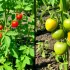 Tomates précoces ou tomates tardives : comment choisir quoi planter ?