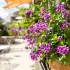 La verveine de Buenos Aires : la plante qui a remplacé mes géraniums et transformé ma terrasse