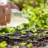 Comment utiliser le vinaigre pour booster la germination de vos plantes naturellement